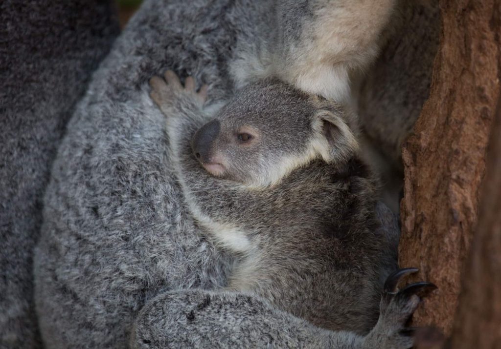 Koala Habitat Project Photo Christine Bull