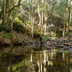 Upper Mary Valley Weed Vine Project