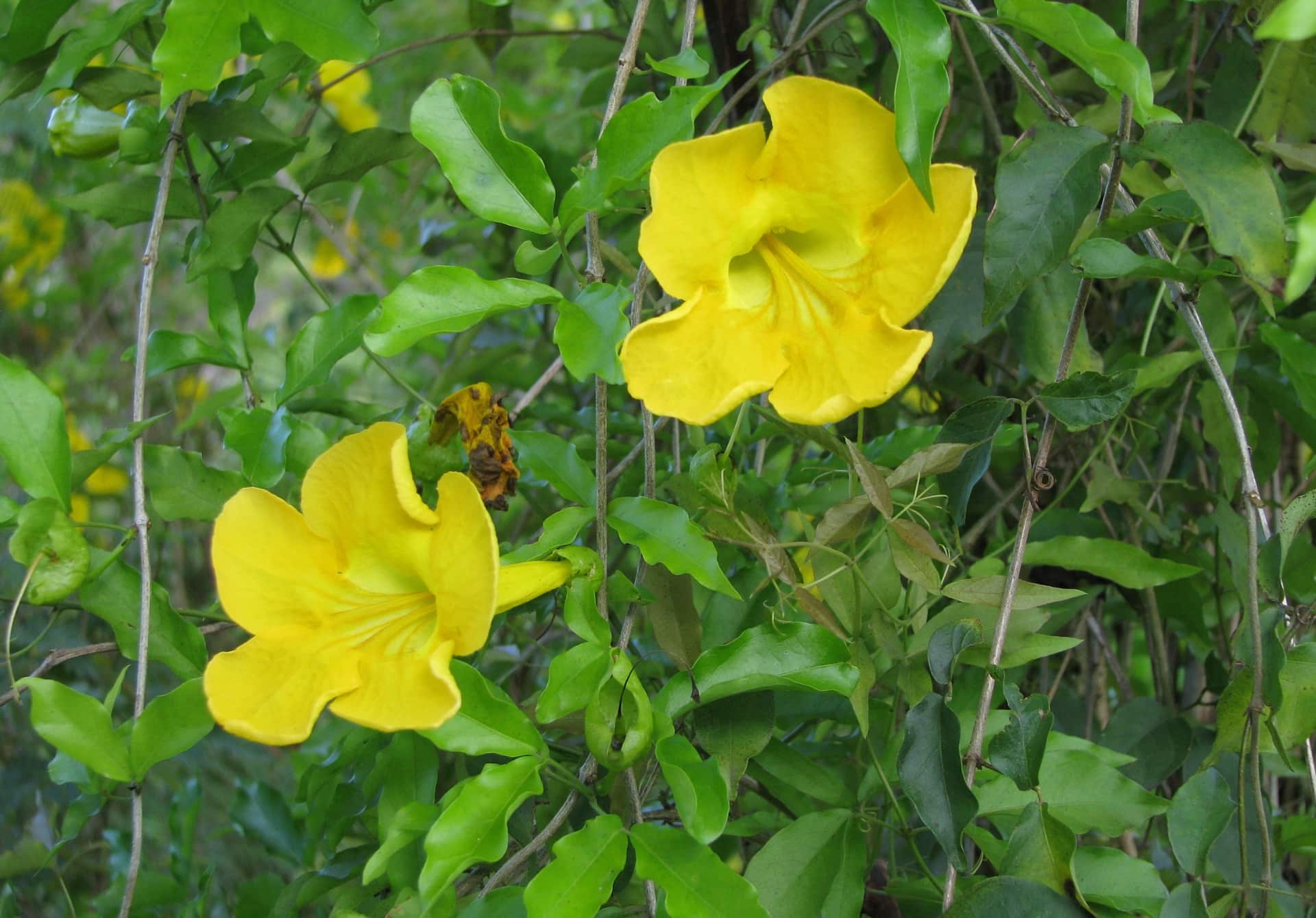 Upper Mary Valley Weed Vine Project