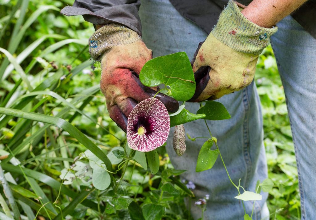 Upper Mary Valley Weed Vine Project