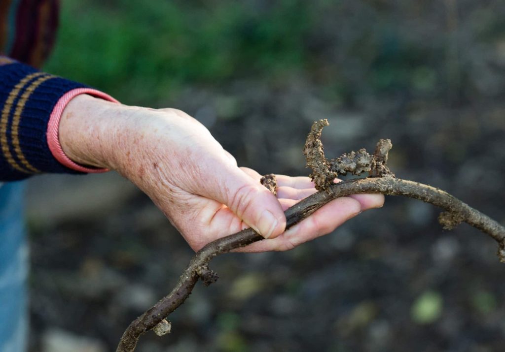 Upper Mary Valley Weed Vine Project