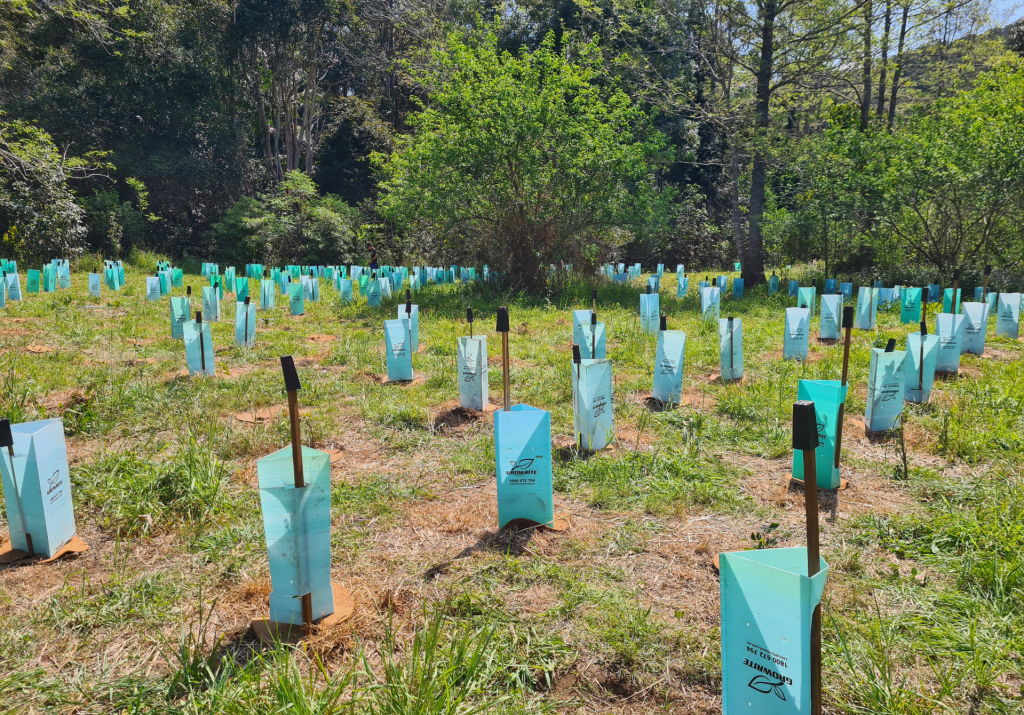 Seedlings planted with tree guards in front of bush.