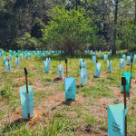 seedlings planted