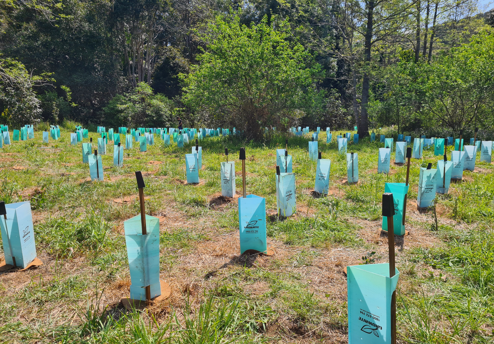 seedlings planted