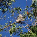 koala in tree