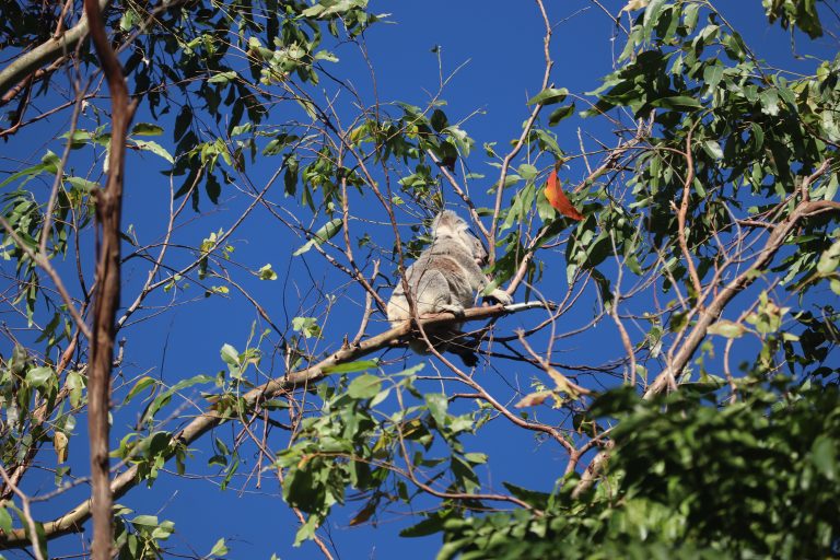 koala in tree